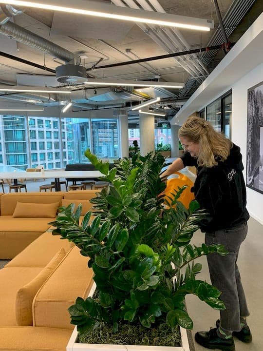 Why Offices Invest in Live Plants: The Real ROI