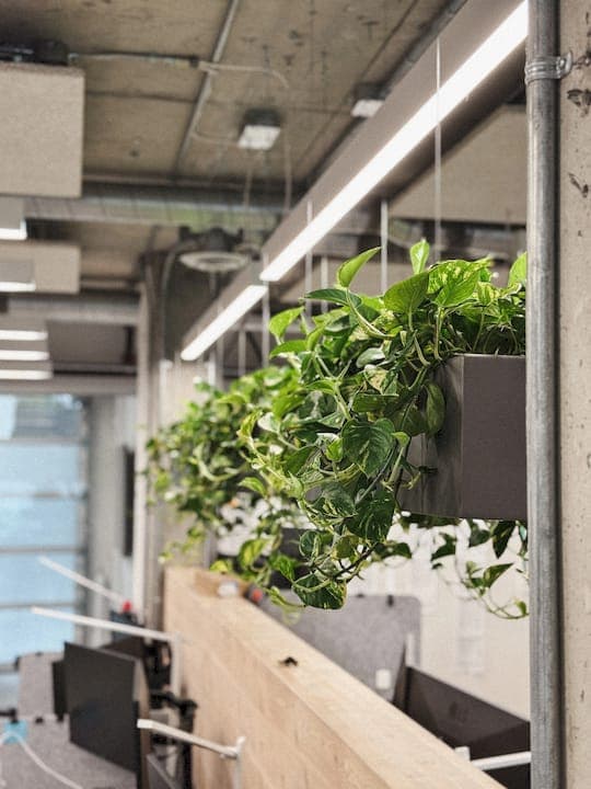 Office Greenery Productivity Benefits: 2026 Guide