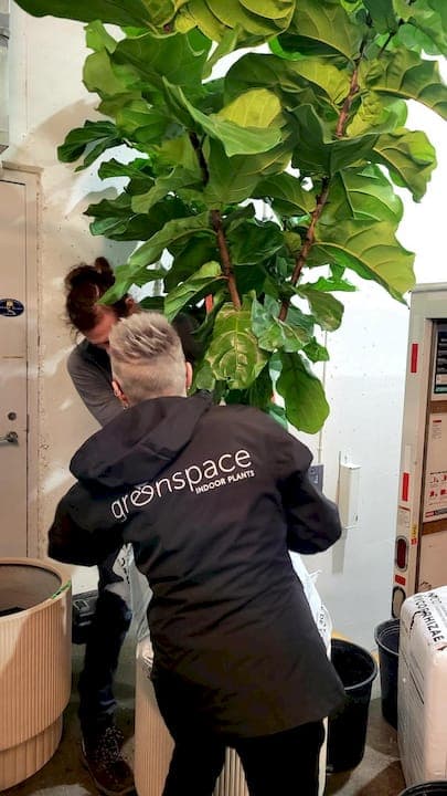 How Plant Service Maintains Healthy Plants Indoors