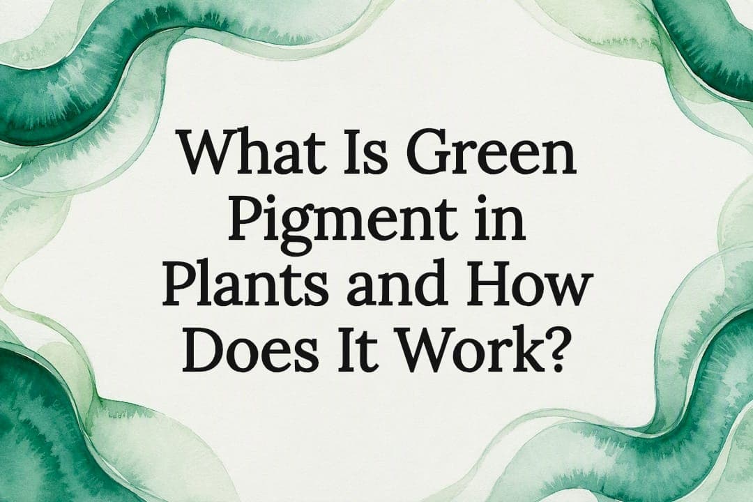What Is Green Pigment in Plants and How Does It Work?