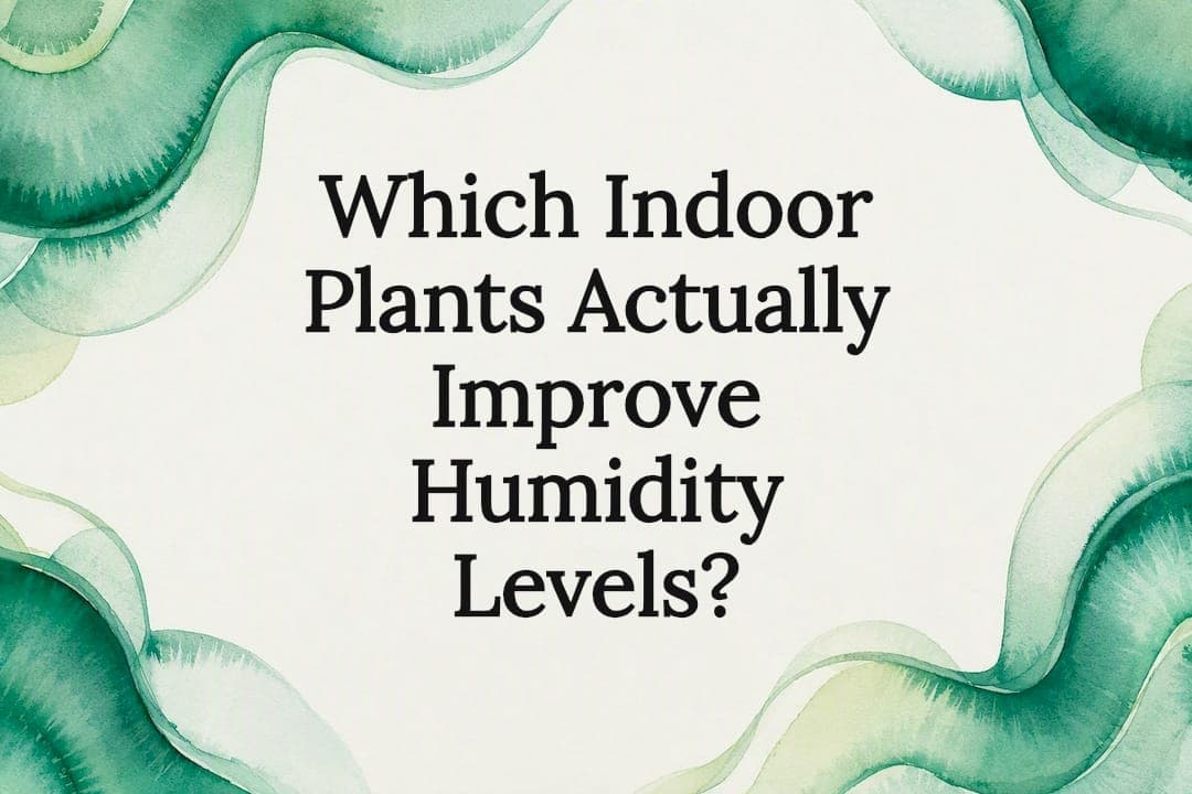 Which Indoor Plants Actually Improve Humidity Levels?